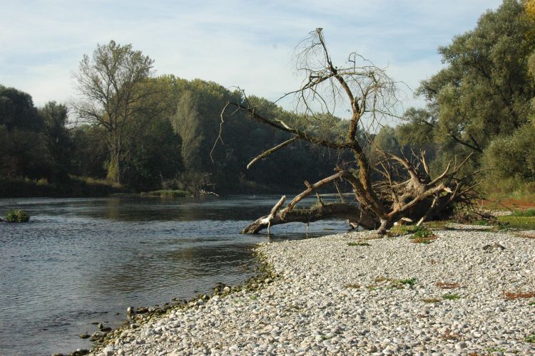 Idyllische naturnahe Isar oberhalb Moosburg Idyllische naturnahe Isar oberhalb Moosburg