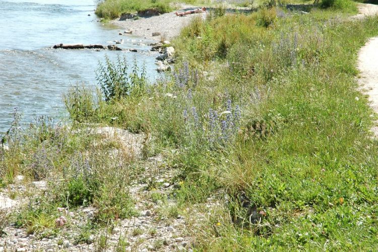 Abgeflachtes, naturnahes Ufer Abgeflachtes, naturnahes Ufer